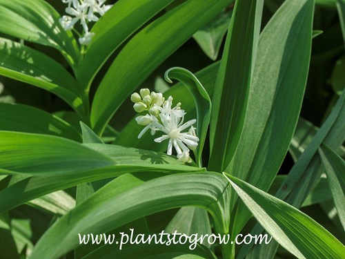 Starry False Solomon's Seal (Maianthemum stellatum)